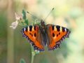 Aglais urticae